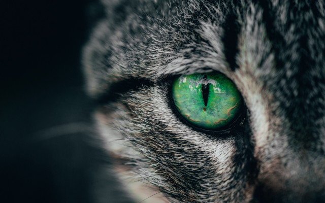 Cat green eye closeup naturalism free wallpaper for desktop - medium preview image
