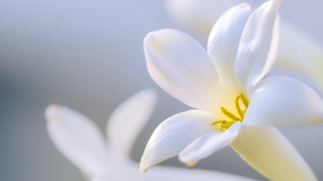 White flower yellow center macro #15 free wallpaper for desktop - medium preview image