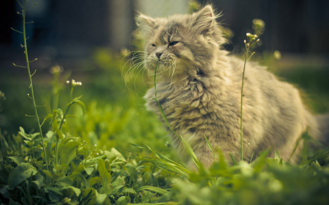 Cat sitting grass closed eyes free wallpaper for desktop - medium preview image