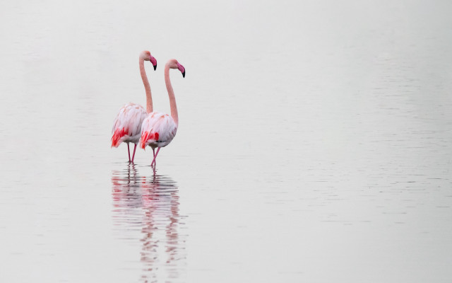Flamingos foggy water ballet dress free wallpaper for desktop - medium preview image