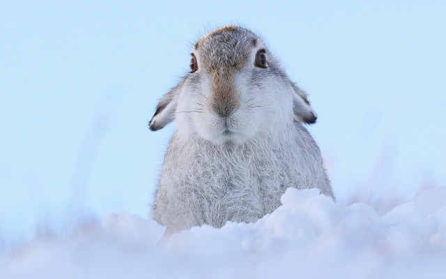 Rabbit sitting snow looking up free wallpaper for desktop - medium preview image