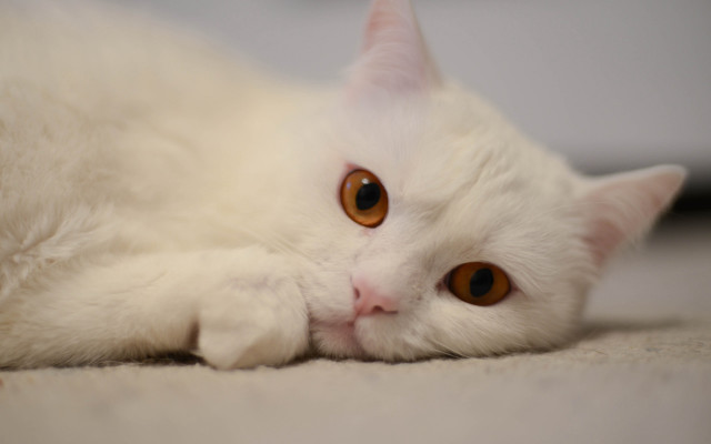 White cat brown eyes sad #3 free wallpaper for desktop - medium preview image