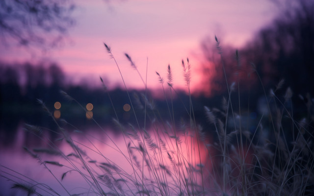 Blurry lake sunset grass branch free wallpaper for desktop - medium preview image