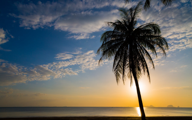 Sunset palm tree beach ocean free wallpaper for desktop - medium preview image