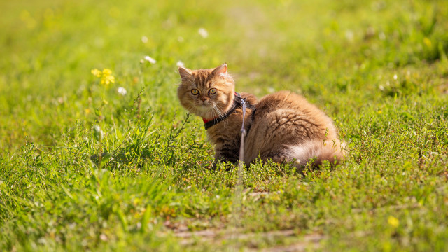 Cat grass daisy flower bush free wallpaper for desktop - medium preview image