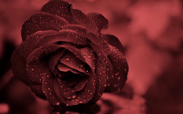 Red rose water droplets neo free wallpaper for desktop - medium preview image