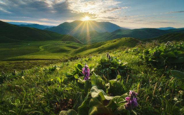 Flower field sun mountains lake free wallpaper for desktop - medium preview image