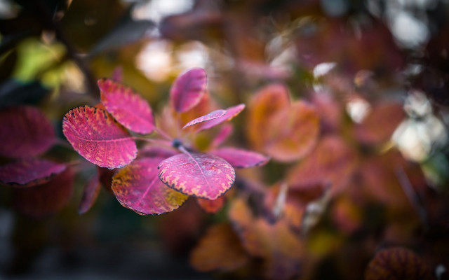 Pink flower green leaves macro #8 free wallpaper for desktop - medium preview image