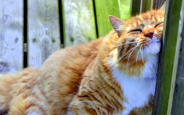 Cat laying wooden bench green free wallpaper for desktop - medium preview image