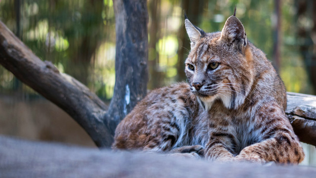 Lynx couple rock forest nature free wallpaper for desktop - medium preview image