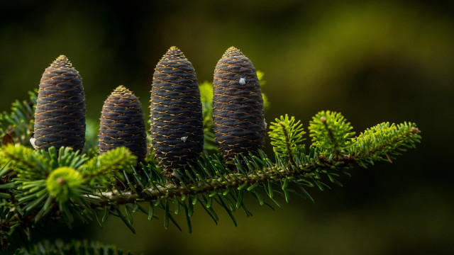 Pine cones branch green needles free wallpaper for desktop - medium preview image