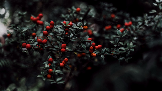 Bush red berries green leaves #4 free wallpaper for desktop - medium preview image