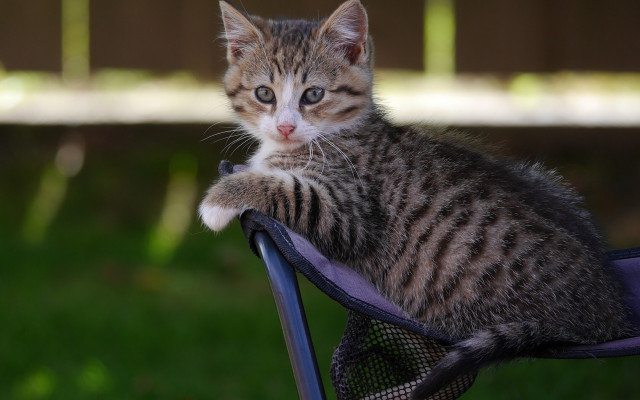 Kitten chair grass paw cat free wallpaper for desktop - medium preview image
