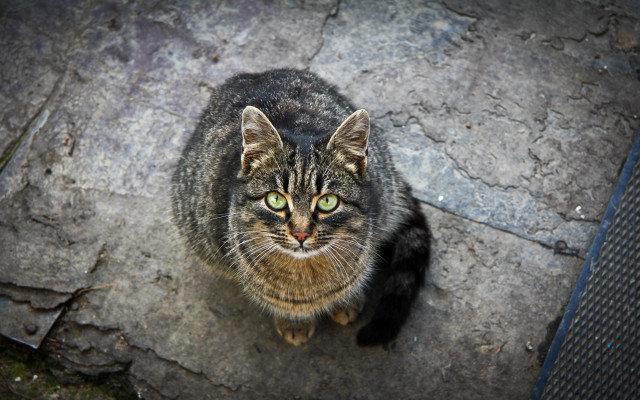 Cat rock serious green eyes free wallpaper for desktop - medium preview image