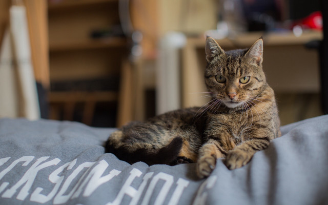 Cat blanket room bokeh laptop free wallpaper for desktop - medium preview image