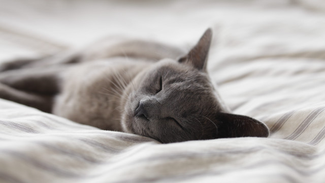 Cat sleeping bed blurry florianne free wallpaper for desktop - medium preview image