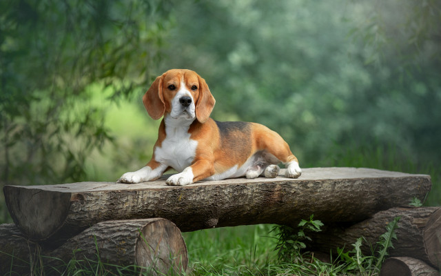 Dog forest log grass nature free wallpaper for desktop - medium preview image