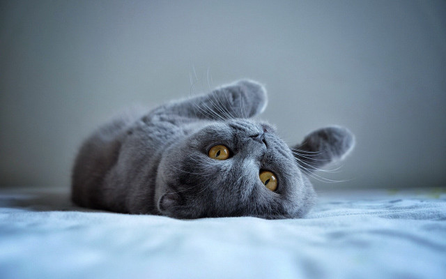 Cat paw up wide eyes free wallpaper for desktop - medium preview image