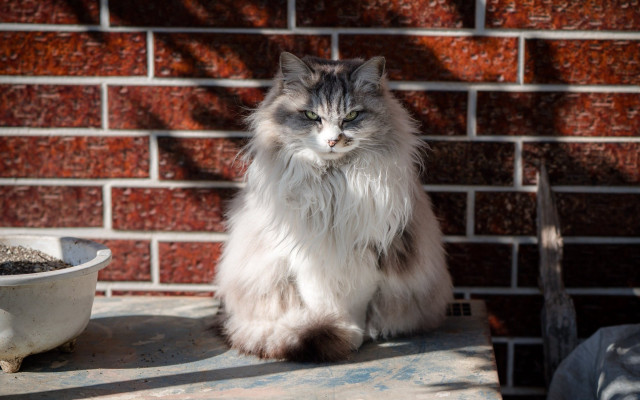 Cat brick wall dirt bowl free wallpaper for desktop - medium preview image