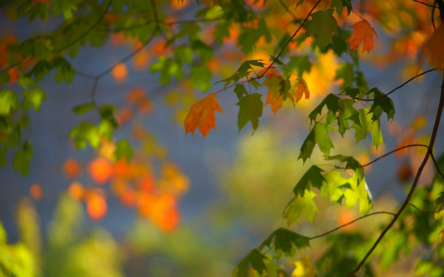 Autumn leaves blurry tree sunset free wallpaper for desktop - medium preview image