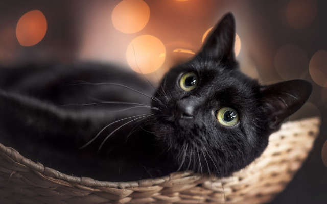 Black cat basket bokeh moon free wallpaper for desktop - medium preview image