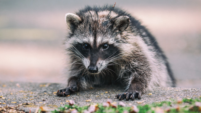 Raccoon walking camera blurry depthflower free wallpaper for desktop - medium preview image