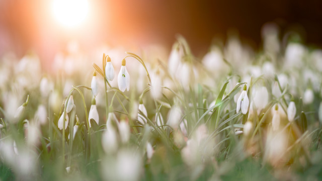 White flower field sunset bokeh free wallpaper for desktop - medium preview image