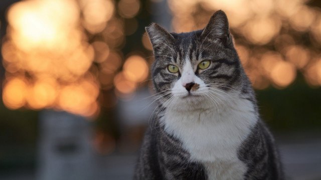 Cat white gray yellow eyes free wallpaper for desktop - medium preview image
