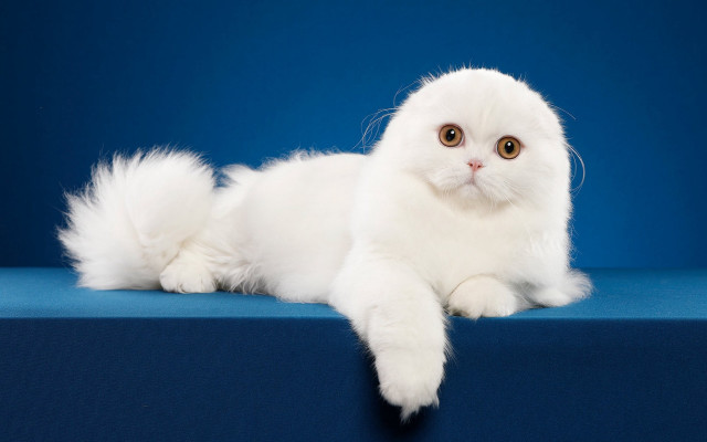 White cat blue background rococo free wallpaper for desktop - medium preview image