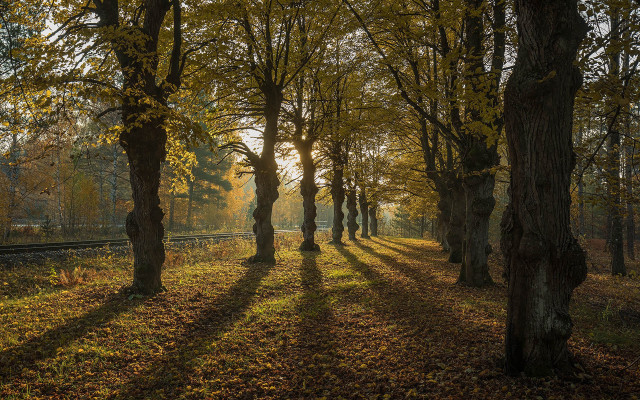 Trees traintrack woods sunset fence free wallpaper for desktop - medium preview image