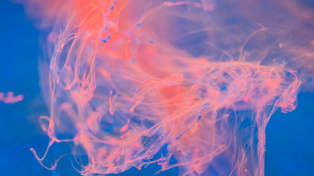 Blue red liquid cloudy sky free wallpaper for desktop - medium preview image