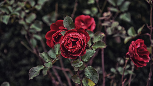Red roses green leaves bokeh free wallpaper for desktop - medium preview image