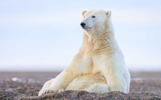 Polar bear rocky hill outdoor free wallpaper for desktop - medium preview image