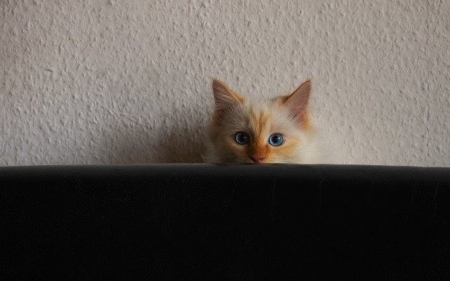 Kitten blue eyes peeking couch free wallpaper for desktop - medium preview image