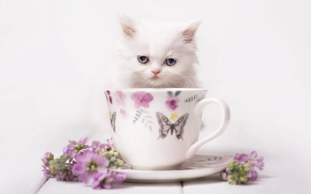 Kitten cup flowers book white free wallpaper for desktop - medium preview image