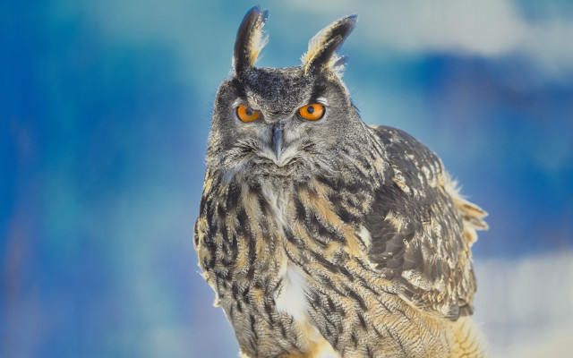 Owl orange eyes snow background free wallpaper for desktop - medium preview image