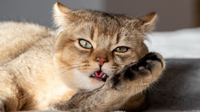 Cat paw up open mouth free wallpaper for desktop - medium preview image