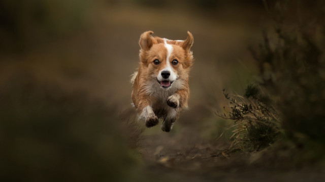 Dog running field blurry background free wallpaper for desktop - medium preview image