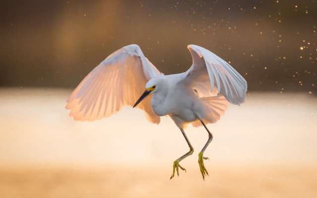 White bird wings spread moon #2 free wallpaper for desktop - medium preview image