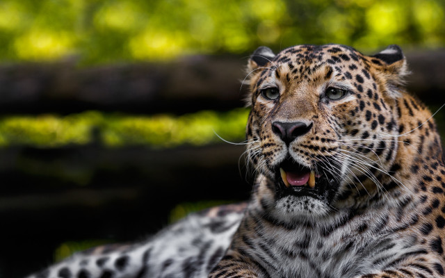 Leopard open mouth tongue bokeh free wallpaper for desktop - medium preview image