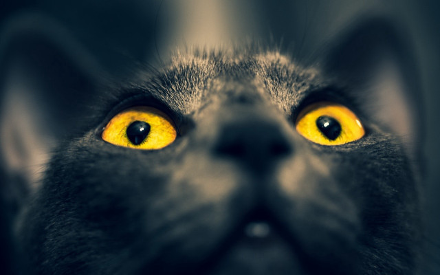 Black cat yellow eyes looking #5 free wallpaper for desktop - medium preview image