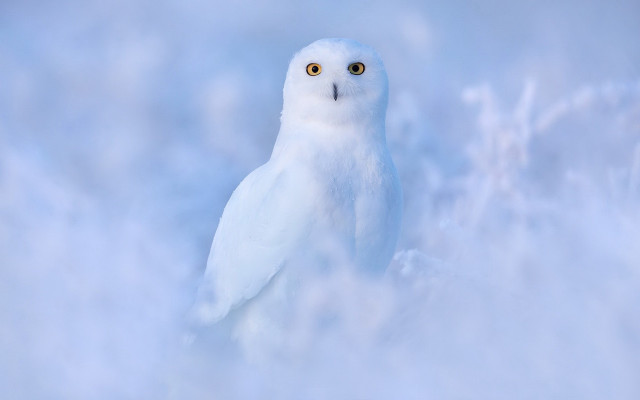 White owl snow yellow eyes free wallpaper for desktop - medium preview image