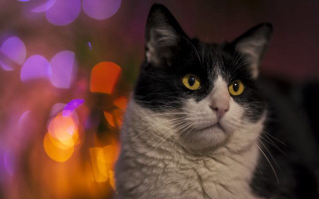 Black white cat yellow eyes #5 free wallpaper for desktop - medium preview image