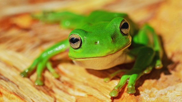 Green frog macro woodgrain bokeh free wallpaper for desktop - medium preview image