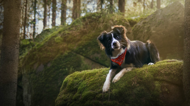 Dog red bandana mossy hill free wallpaper for desktop - medium preview image