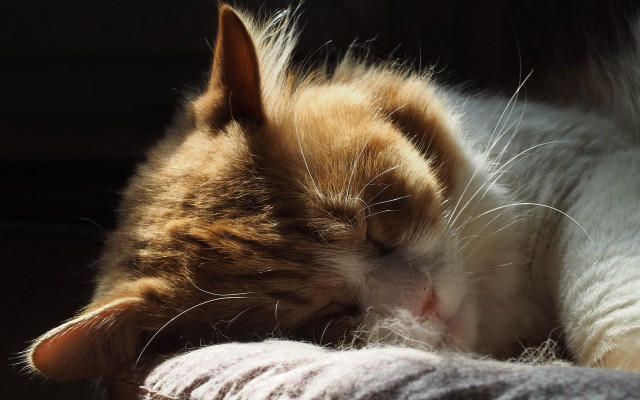 Sleeping cat blanket warm light free wallpaper for desktop - medium preview image