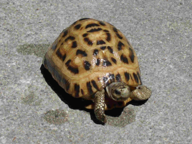 Small turtle looking up camera free wallpaper for desktop - medium preview image