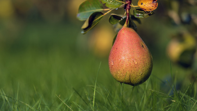 Pear butterfly tree grass nature free wallpaper for desktop - medium preview image