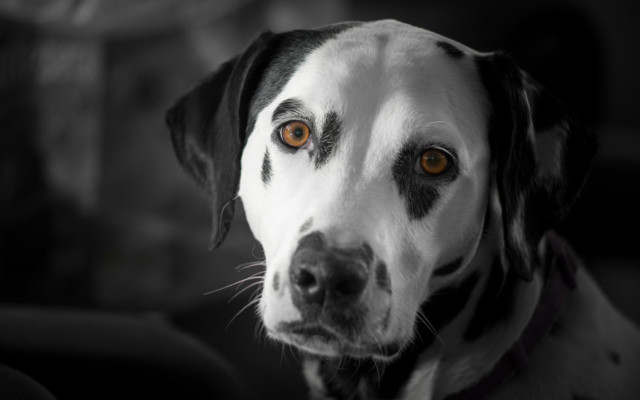 Dog blackwhite spot collar vanitas free wallpaper for desktop - medium preview image
