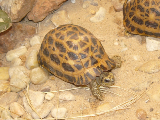 Small turtles dirt field rocks free wallpaper for desktop - medium preview image